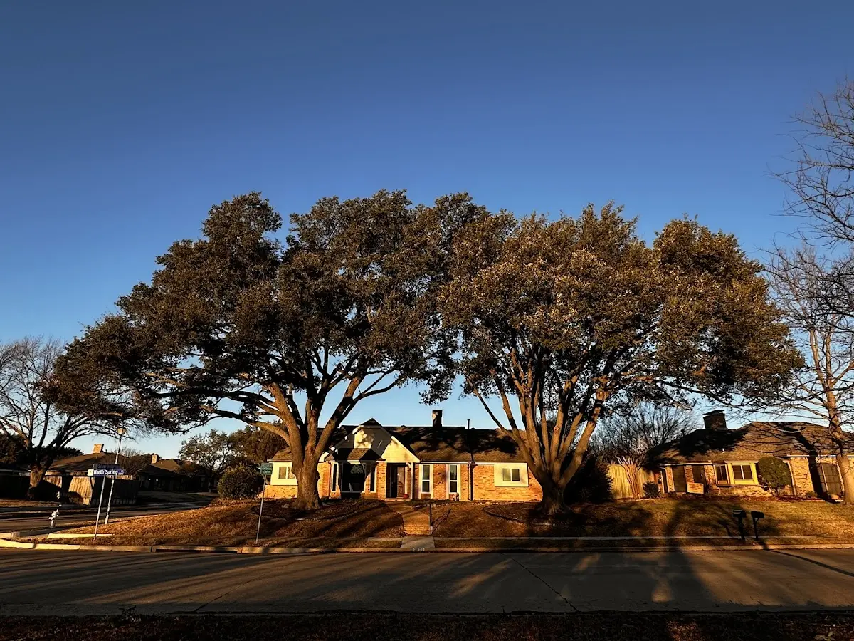 Established residential canopy tree shading a home in Deerfield