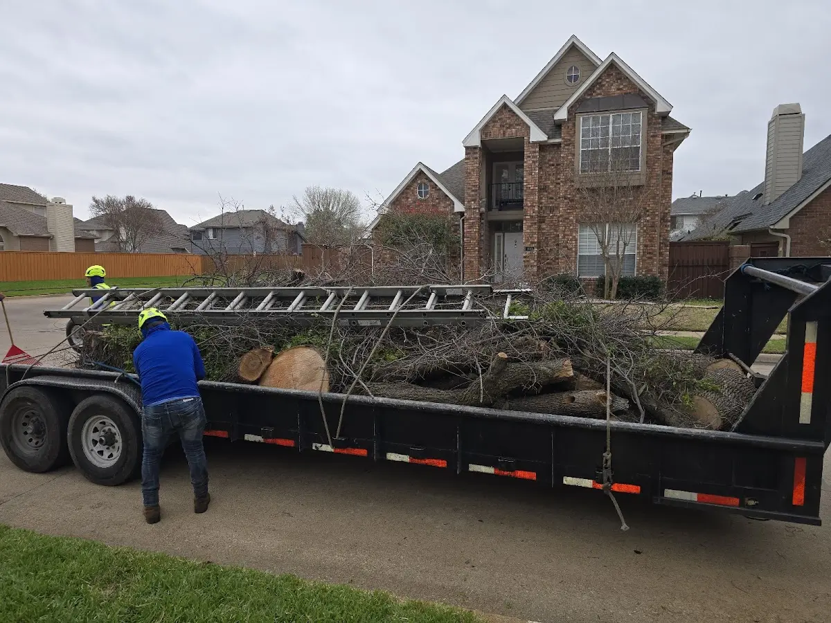 Expert Deadwooding with proper safety equipment in Deerfield